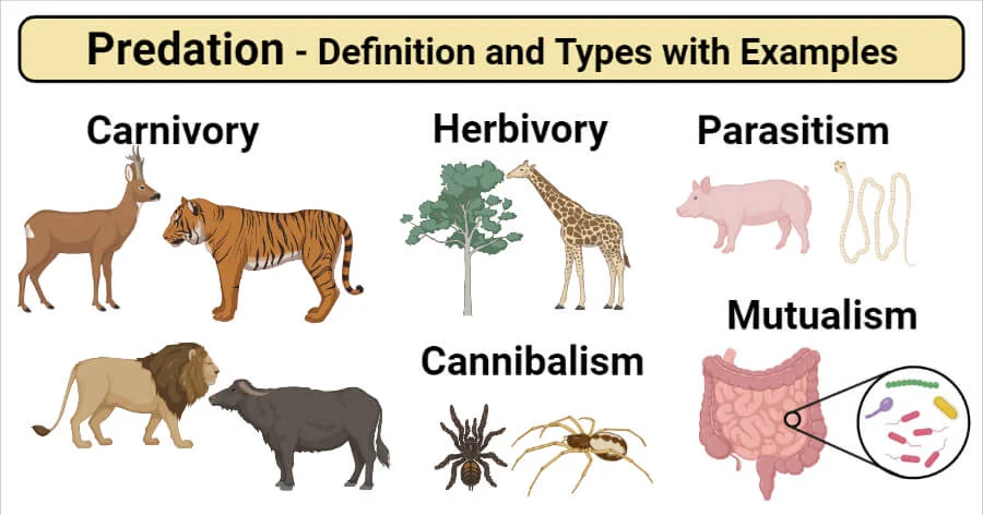 Predation-Interaction